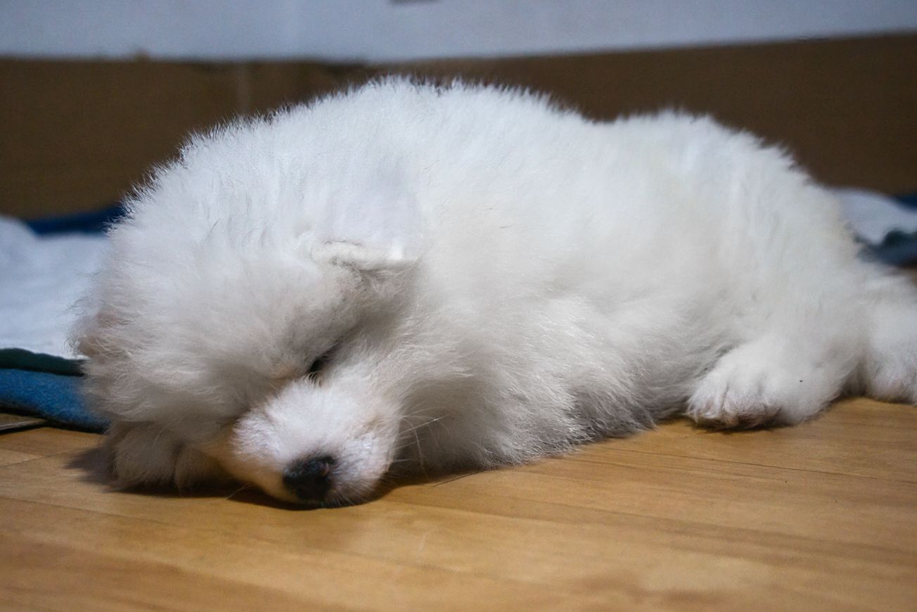 Reinrassige Samojeden Welpen