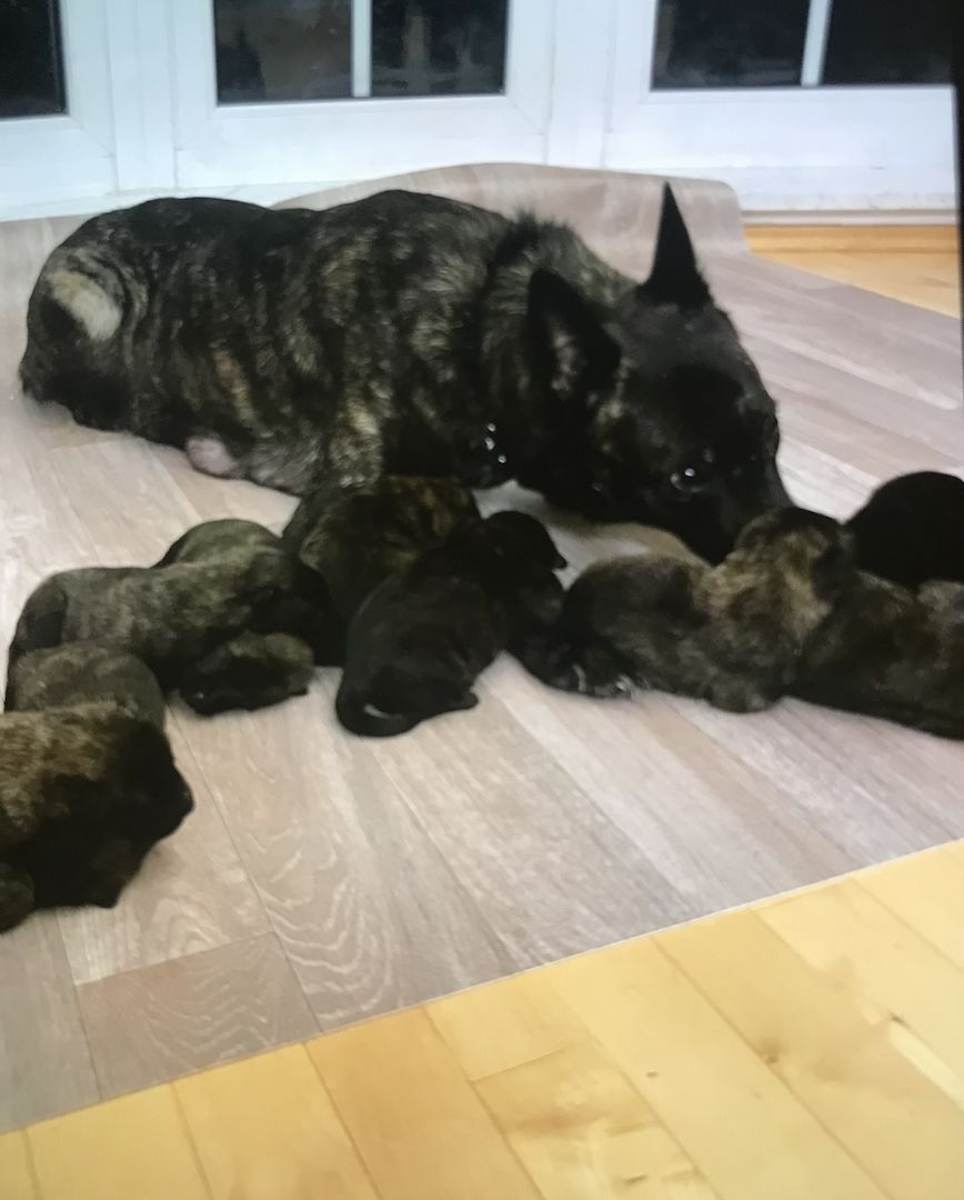 Holländischer Schäferhund (Herder) Welpen/ Malinois