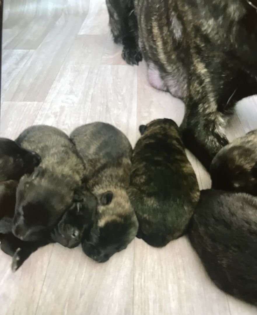 Holländischer Schäferhund (Herder) Welpen/ Malinois