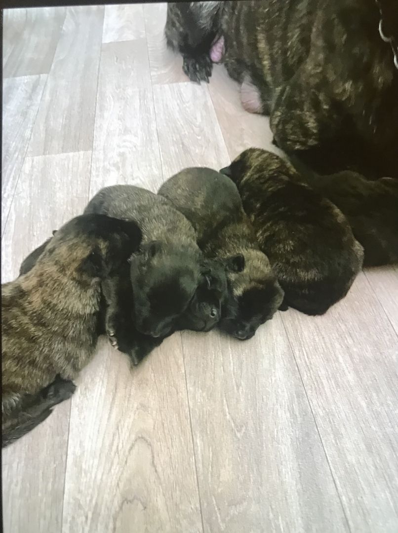 Holländischer Schäferhund (Herder) Welpen/ Malinois