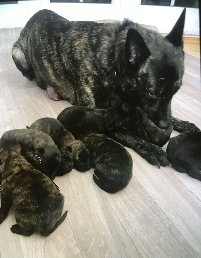 Holländischer Schäferhund (Herder) Welpen/ Malinois