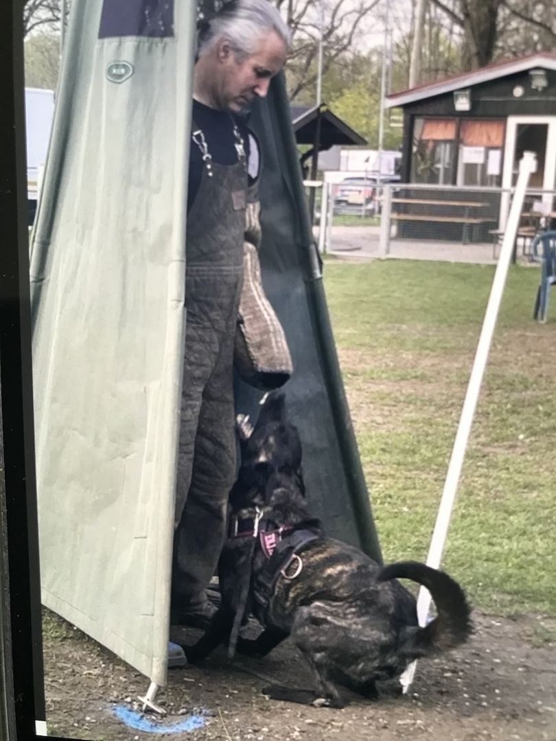 Holländischer Schäferhund (Herder) Welpen/ Malinois