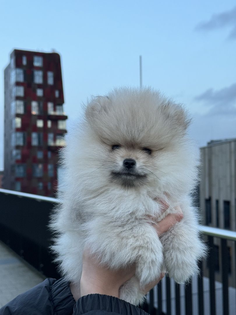 Pomeranian Welpe | Zwergspitz Rüde | Abgabebereit Pomeranian Welpe | Zwergspitz Rüde | Abgabebereit