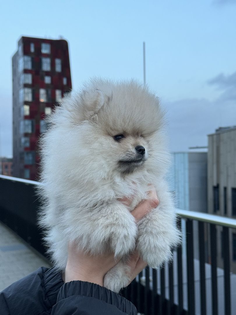 Pomeranian Welpe | Zwergspitz Rüde | Abgabebereit Pomeranian Welpe | Zwergspitz Rüde | Abgabebereit