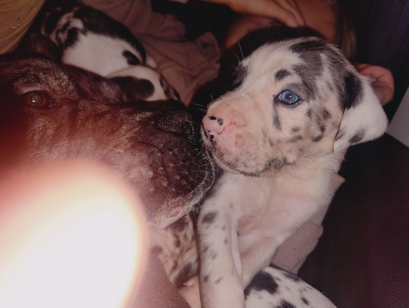 Cane Corso Mix Welpen suchen liebevolles Zuhause Cane Corso Mix Welpen suchen liebevolles Zuhause