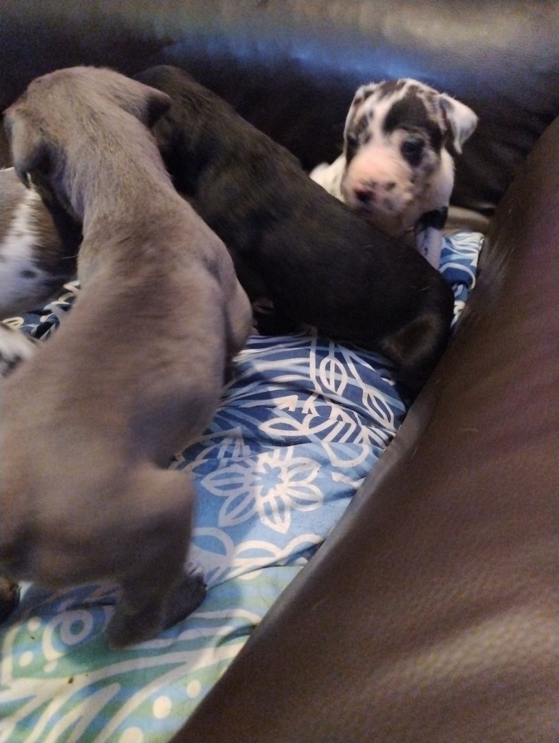 Cane Corso Mix Welpen suchen liebevolles Zuhause Cane Corso Mix Welpen suchen liebevolles Zuhause