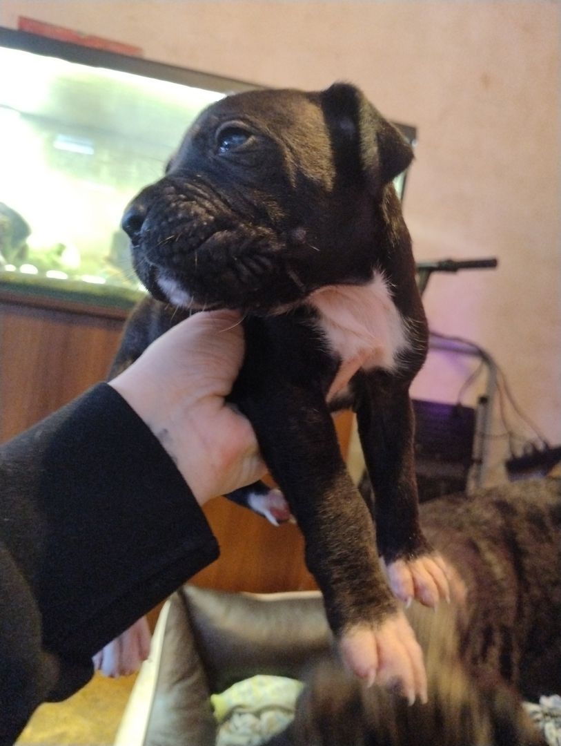 Cane Corso Mix Welpen suchen liebevolles Zuhause Cane Corso Mix Welpen suchen liebevolles Zuhause