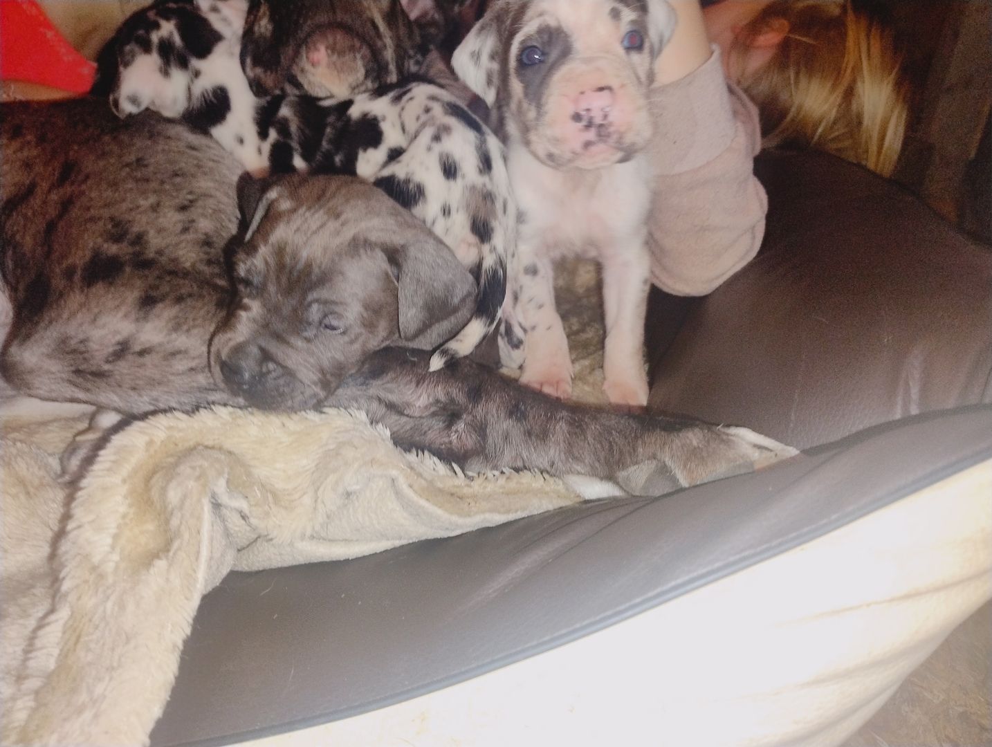 Cane Corso Mix Welpen suchen liebevolles Zuhause Cane Corso Mix Welpen suchen liebevolles Zuhause