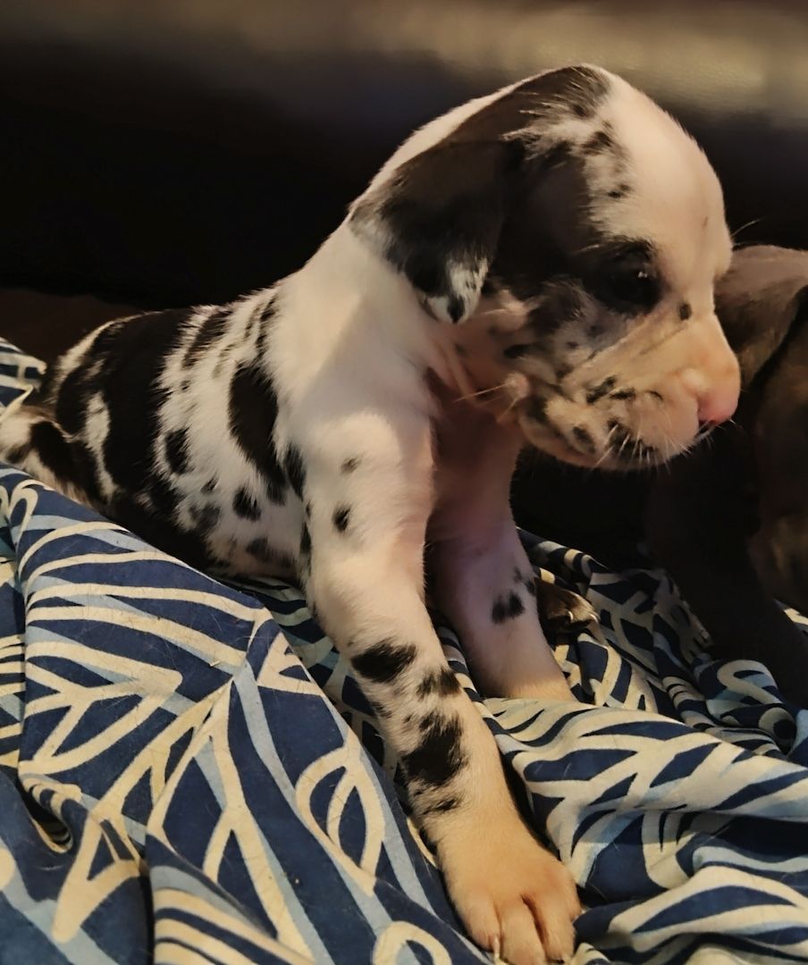 Cane Corso Mix Welpen suchen liebevolles Zuhause Cane Corso Mix Welpen suchen liebevolles Zuhause