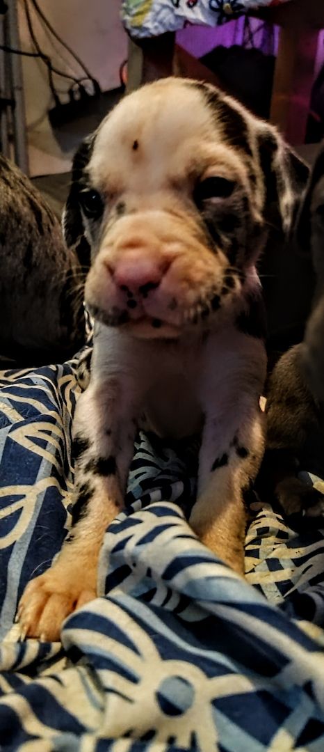 Cane Corso Mix Welpen suchen liebevolles Zuhause Cane Corso Mix Welpen suchen liebevolles Zuhause