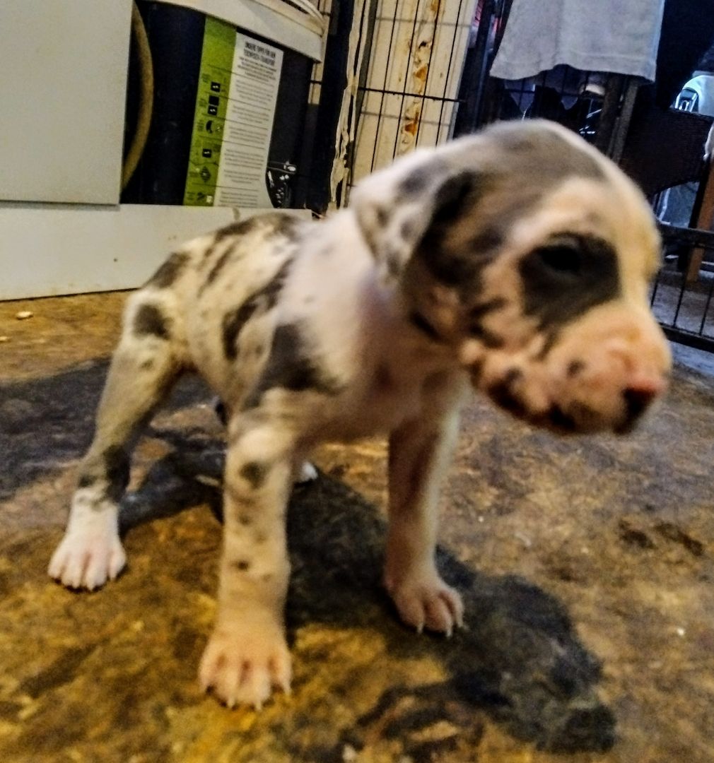 Cane Corso Mix Welpen suchen liebevolles Zuhause Cane Corso Mix Welpen suchen liebevolles Zuhause