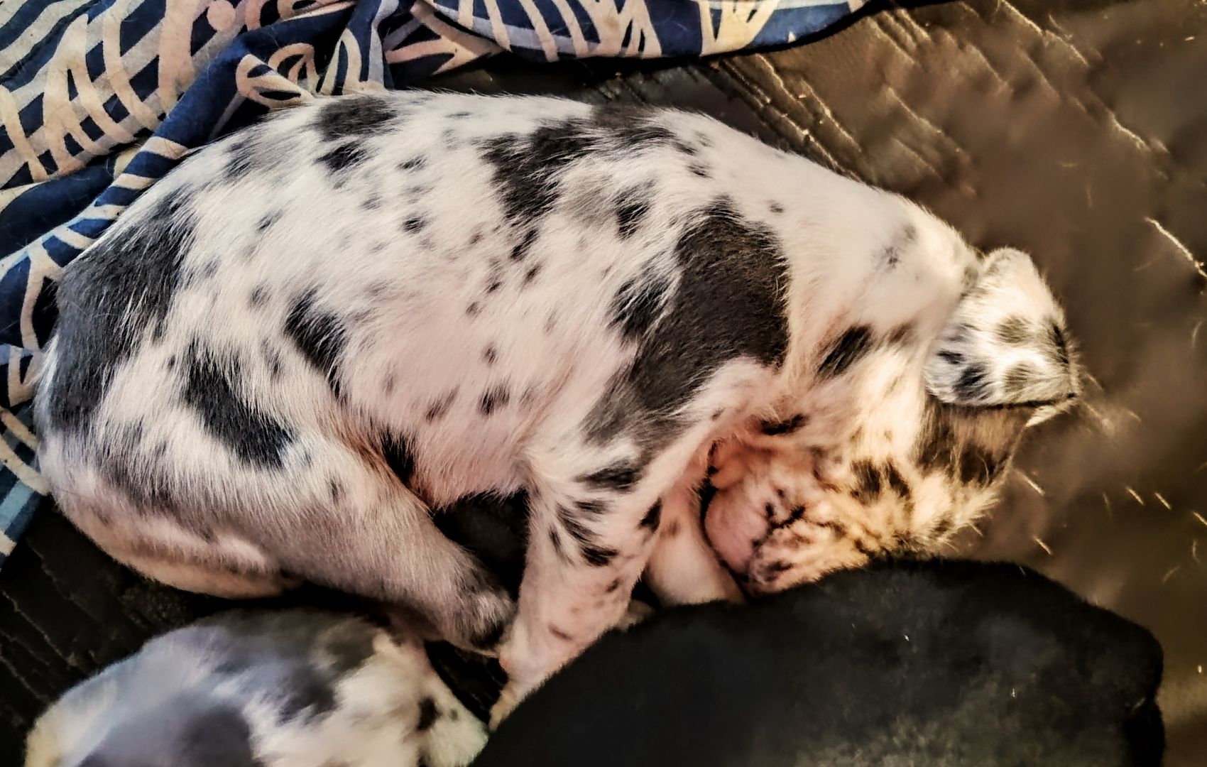 Cane Corso Mix Welpen suchen liebevolles Zuhause Cane Corso Mix Welpen suchen liebevolles Zuhause