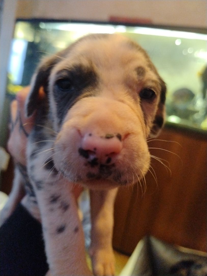 Cane Corso Mix Welpen suchen liebevolles Zuhause Cane Corso Mix Welpen suchen liebevolles Zuhause