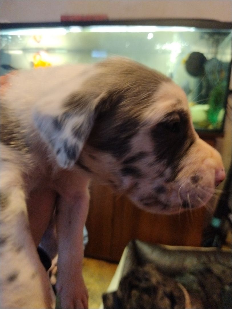 Cane Corso Mix Welpen suchen liebevolles Zuhause Cane Corso Mix Welpen suchen liebevolles Zuhause