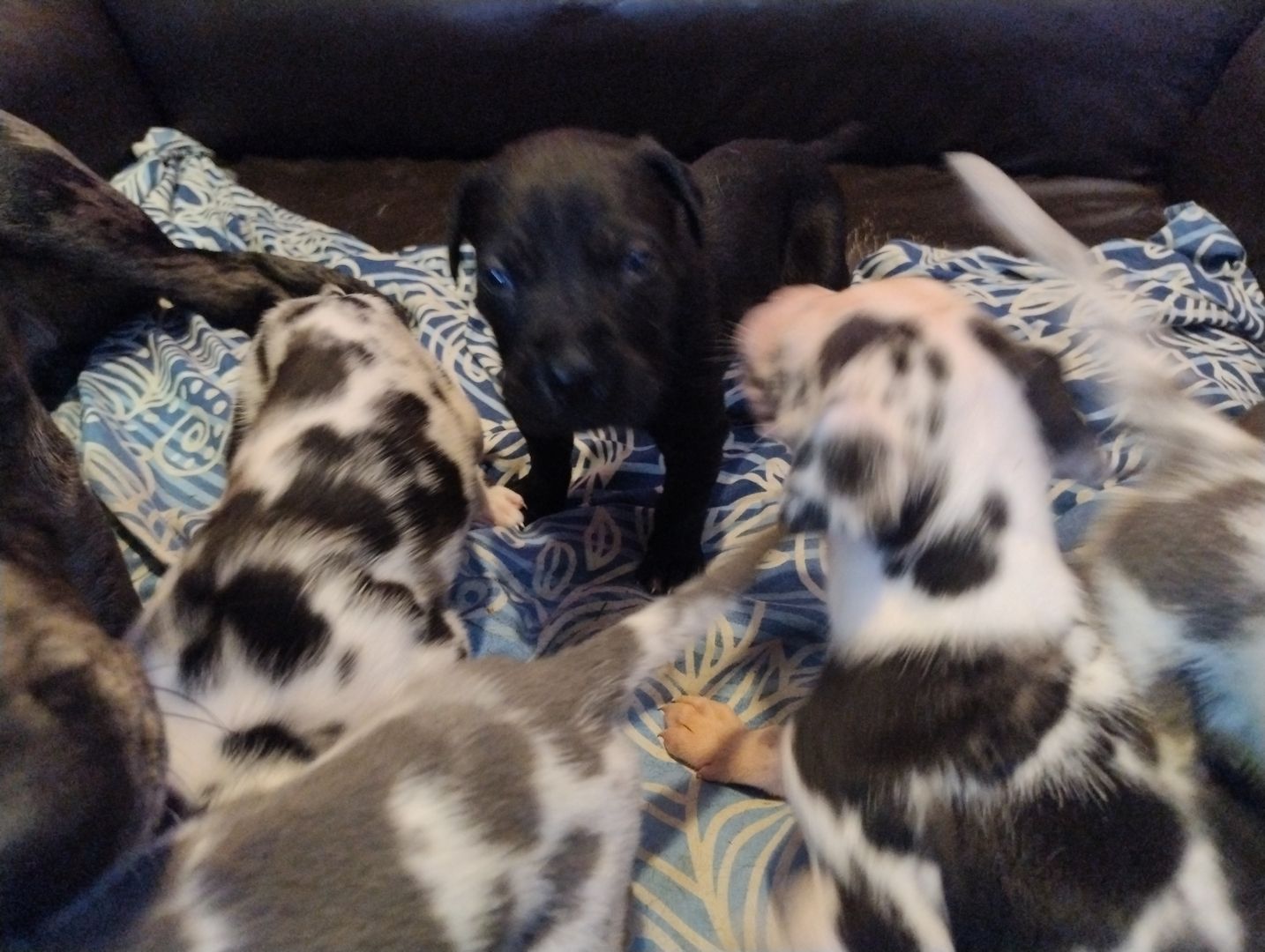 Cane Corso Mix Welpen suchen liebevolles Zuhause Cane Corso Mix Welpen suchen liebevolles Zuhause