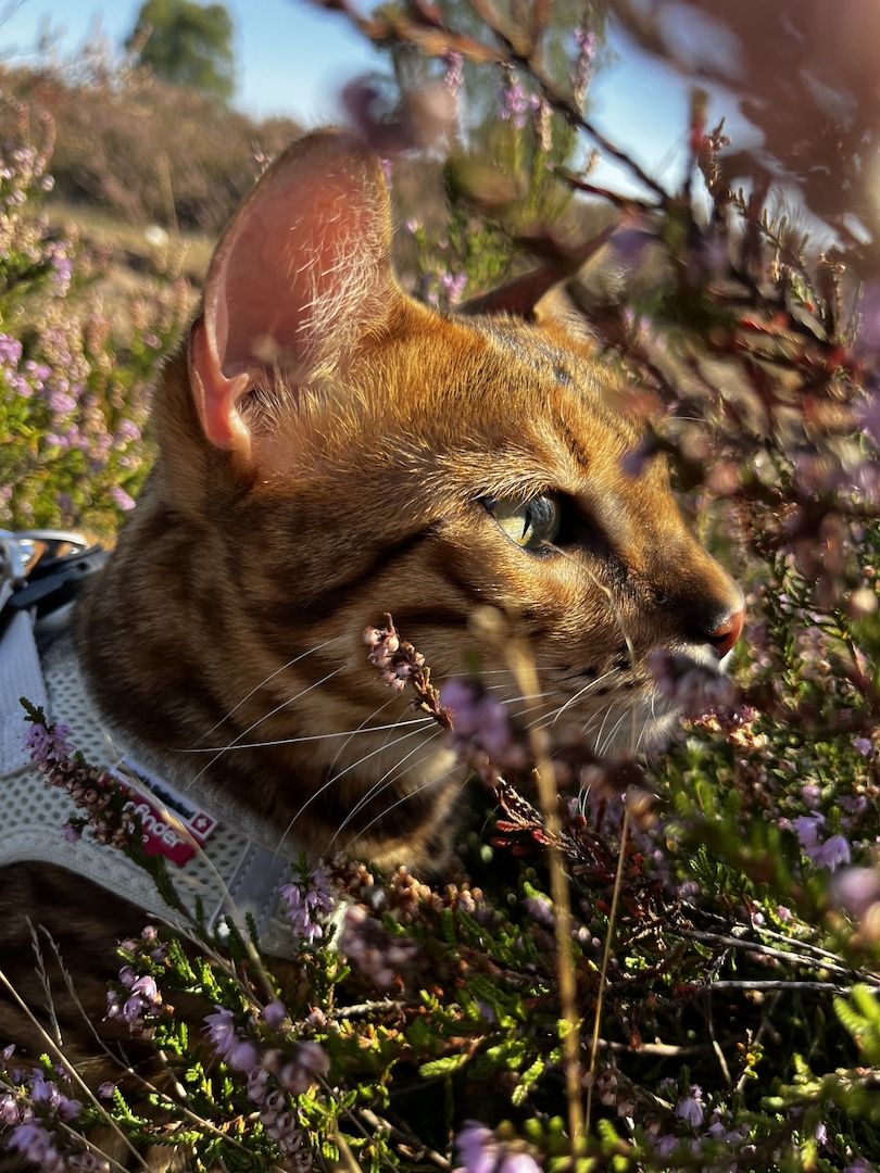 Süßer Bengalkater sucht neues Zuhause
