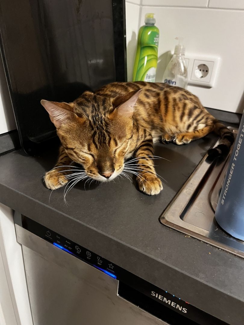 Süßer Bengalkater sucht neues Zuhause