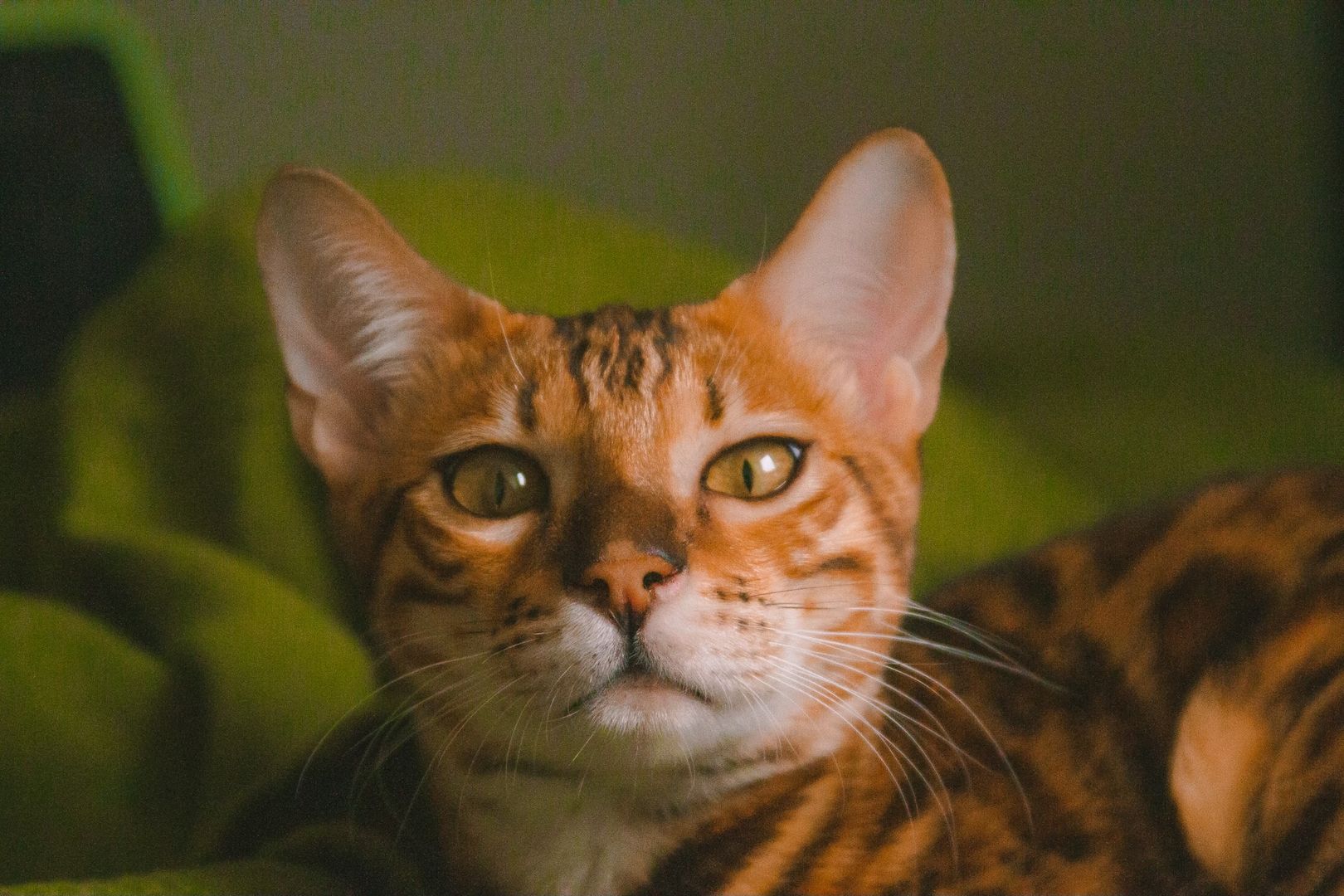 Süßer Bengalkater sucht neues Zuhause
