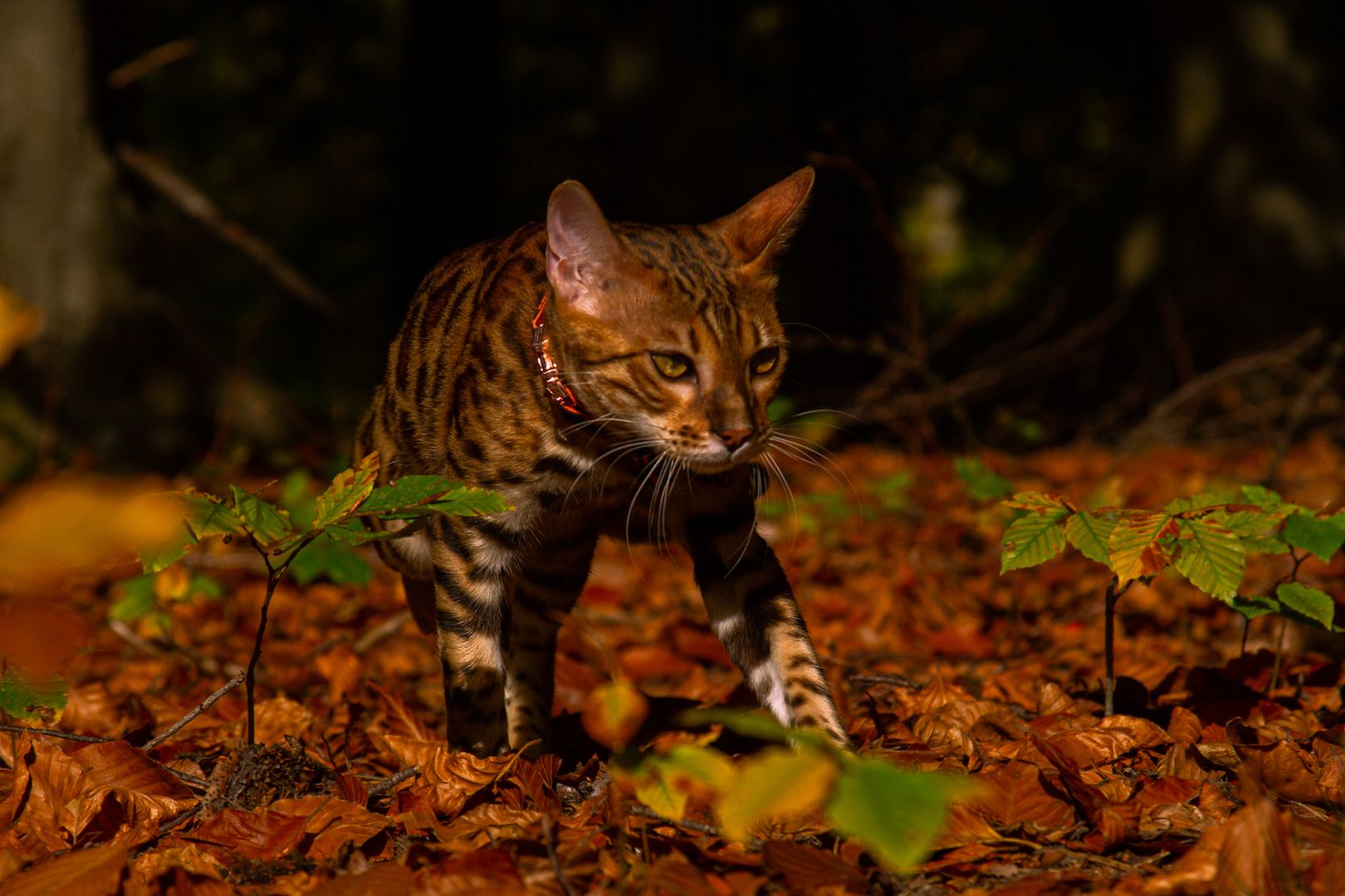 Süßer Bengalkater sucht neues Zuhause