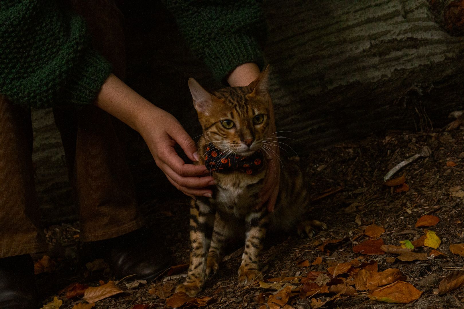 Süßer Bengalkater sucht neues Zuhause