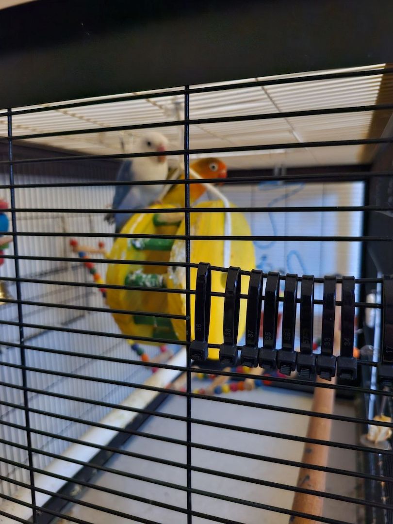 Pfirsichköpfchen Pärchen