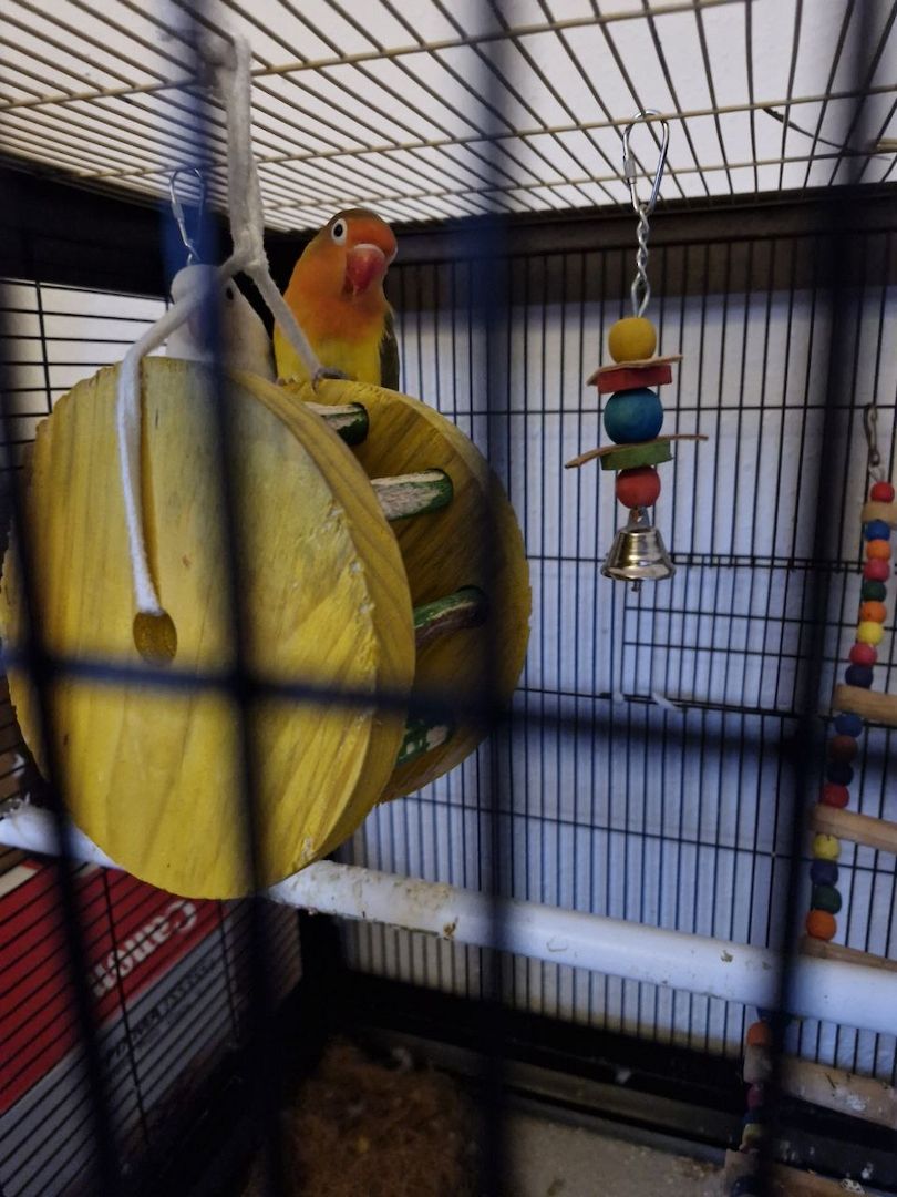 Pfirsichköpfchen Pärchen