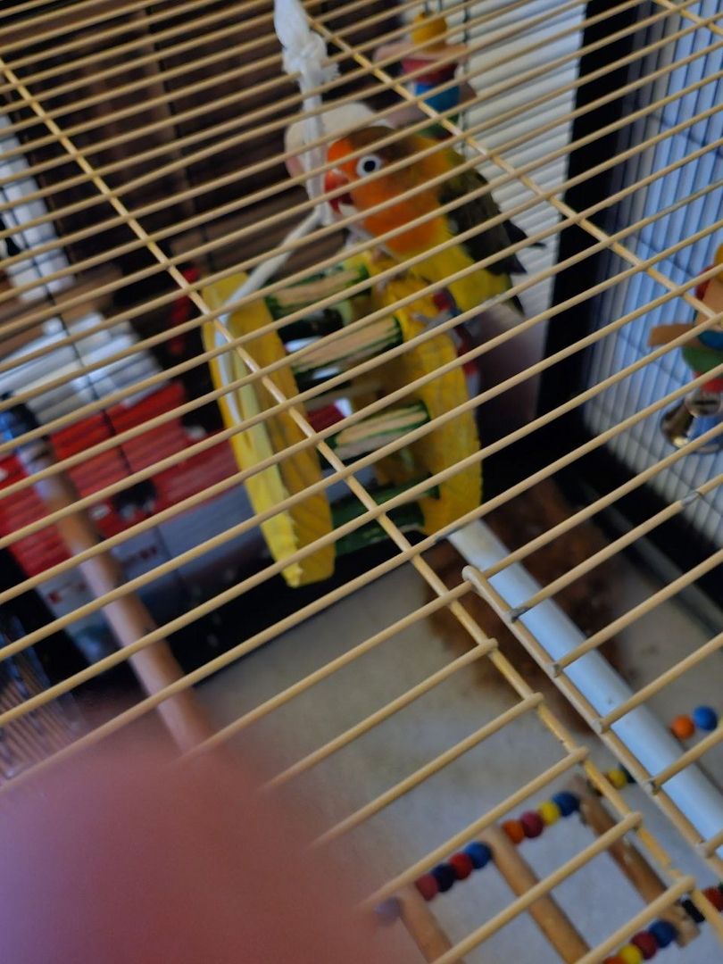 Pfirsichköpfchen Pärchen