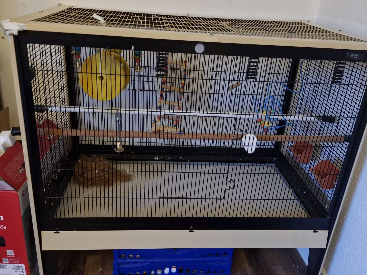 Pfirsichköpfchen Pärchen