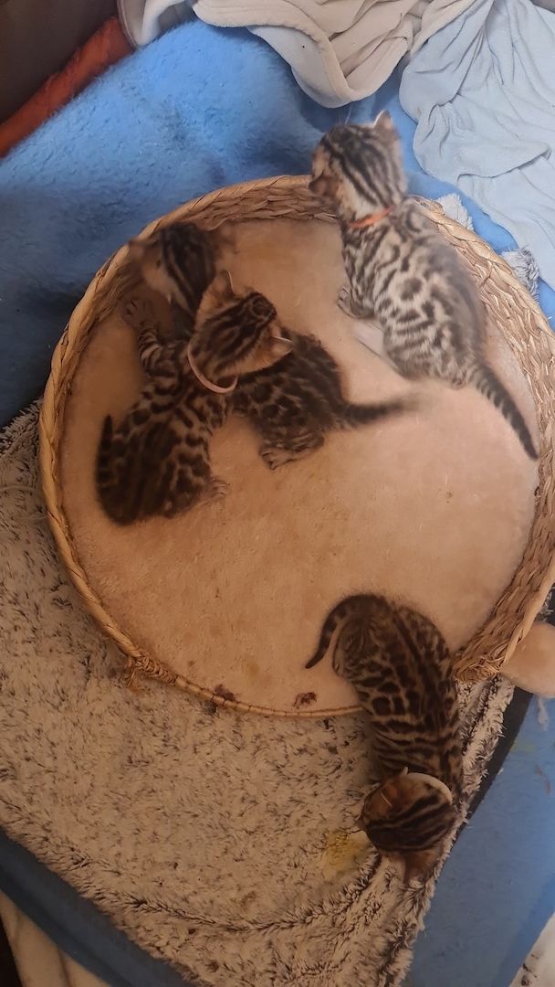 Süße Bengal Kitten zu verkaufen Süße Bengal Kitten zu verkaufen