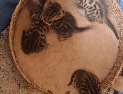 Süße Bengal Kitten zu verkaufen