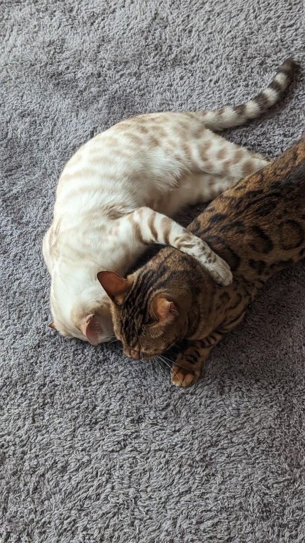 Süße Bengal Kitten zu verkaufen Süße Bengal Kitten zu verkaufen