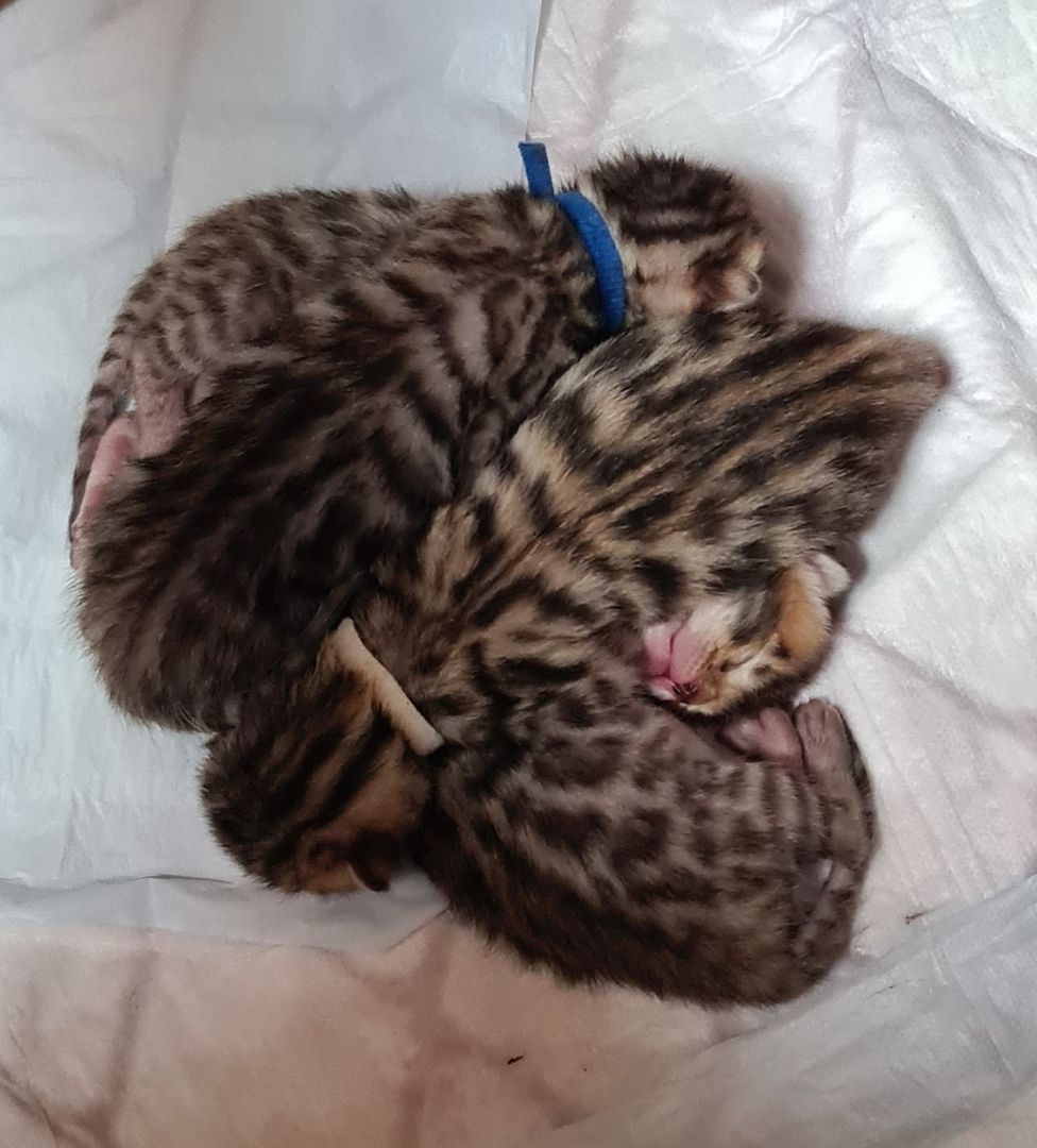 Süße Bengal Kitten zu verkaufen Süße Bengal Kitten zu verkaufen