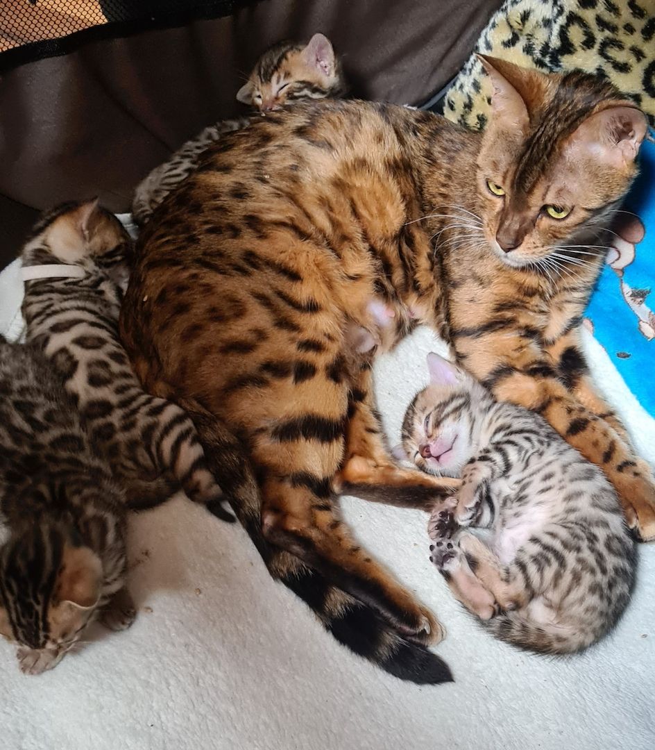 Süße Bengal Kitten zu verkaufen Süße Bengal Kitten zu verkaufen