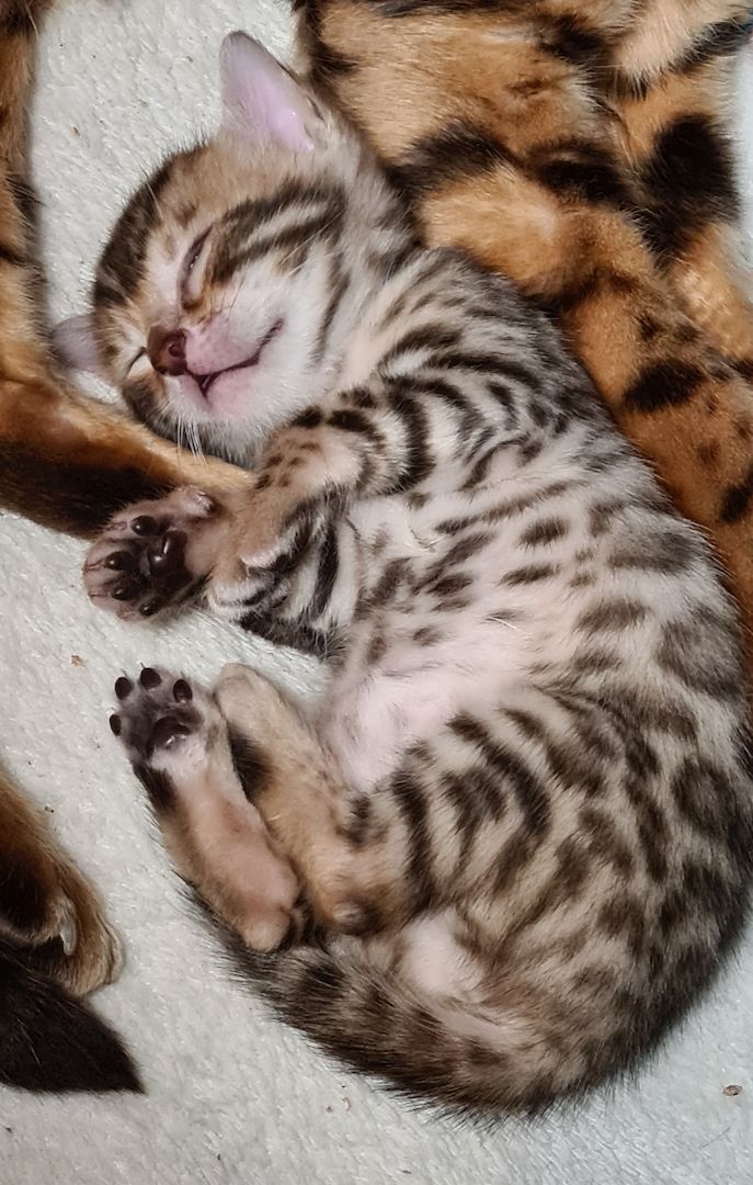 Süße Bengal Kitten zu verkaufen Süße Bengal Kitten zu verkaufen