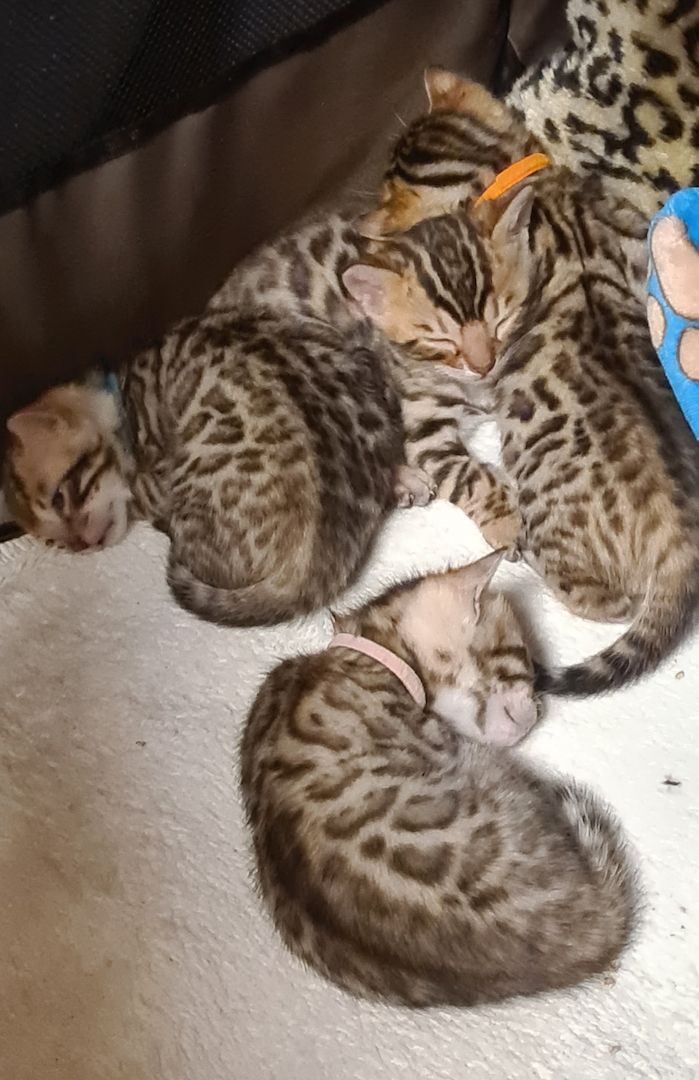 Süße Bengal Kitten zu verkaufen Süße Bengal Kitten zu verkaufen