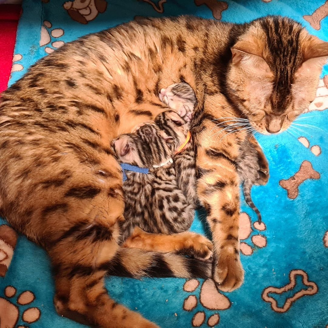 Süße Bengal Kitten zu verkaufen Süße Bengal Kitten zu verkaufen