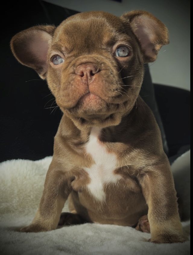 Französische Bulldogge Welpen isabella , choco tan
