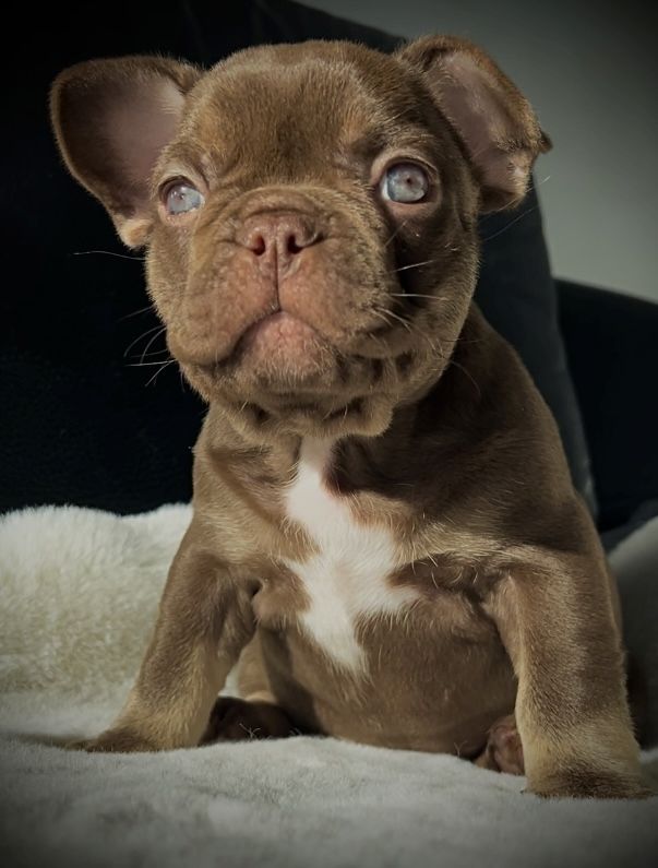 Französische Bulldogge Welpen isabella , choco tan