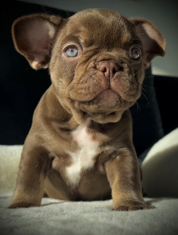 Französische Bulldogge Welpen isabella , choco tan