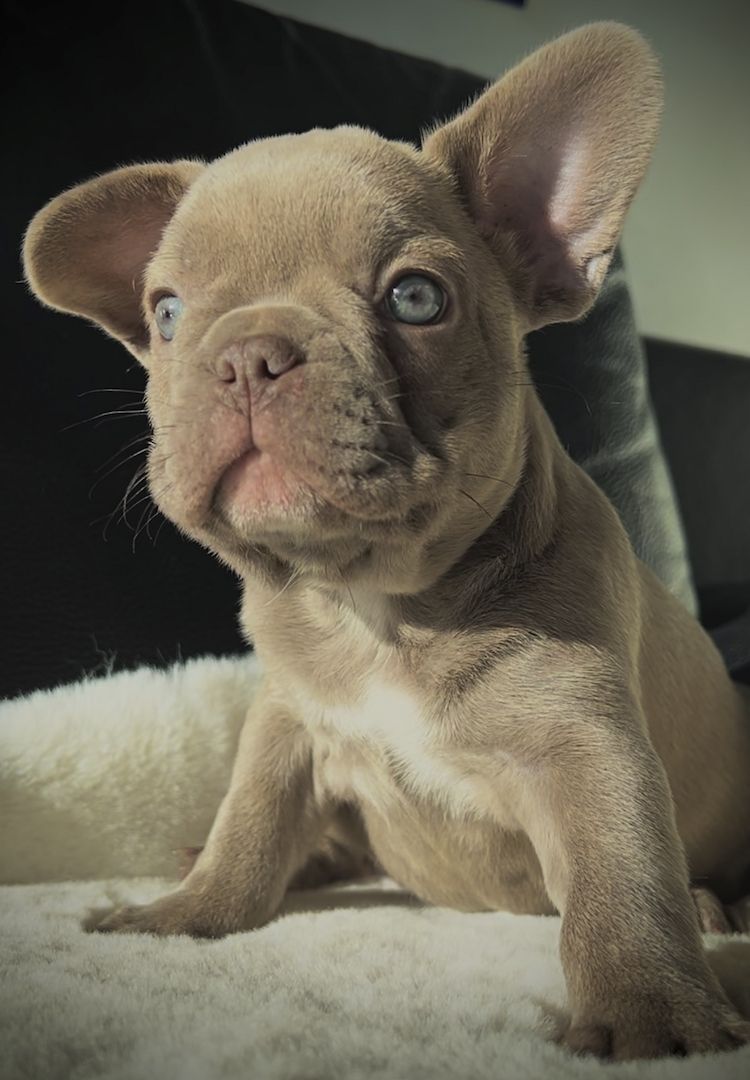 Französische Bulldogge Welpen isabella , choco tan