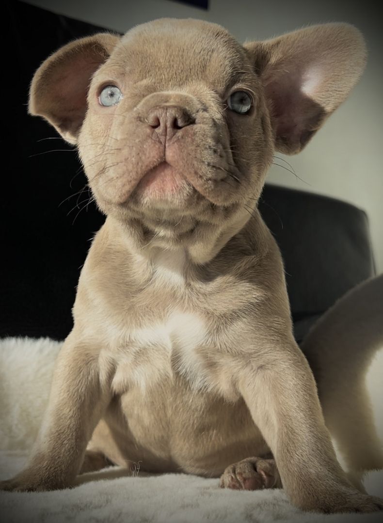 Französische Bulldogge Welpen isabella , choco tan