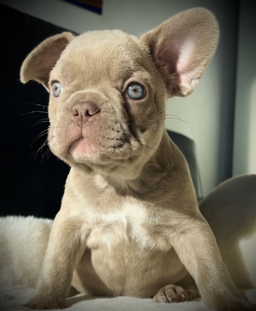 Französische Bulldogge Welpen isabella , choco tan