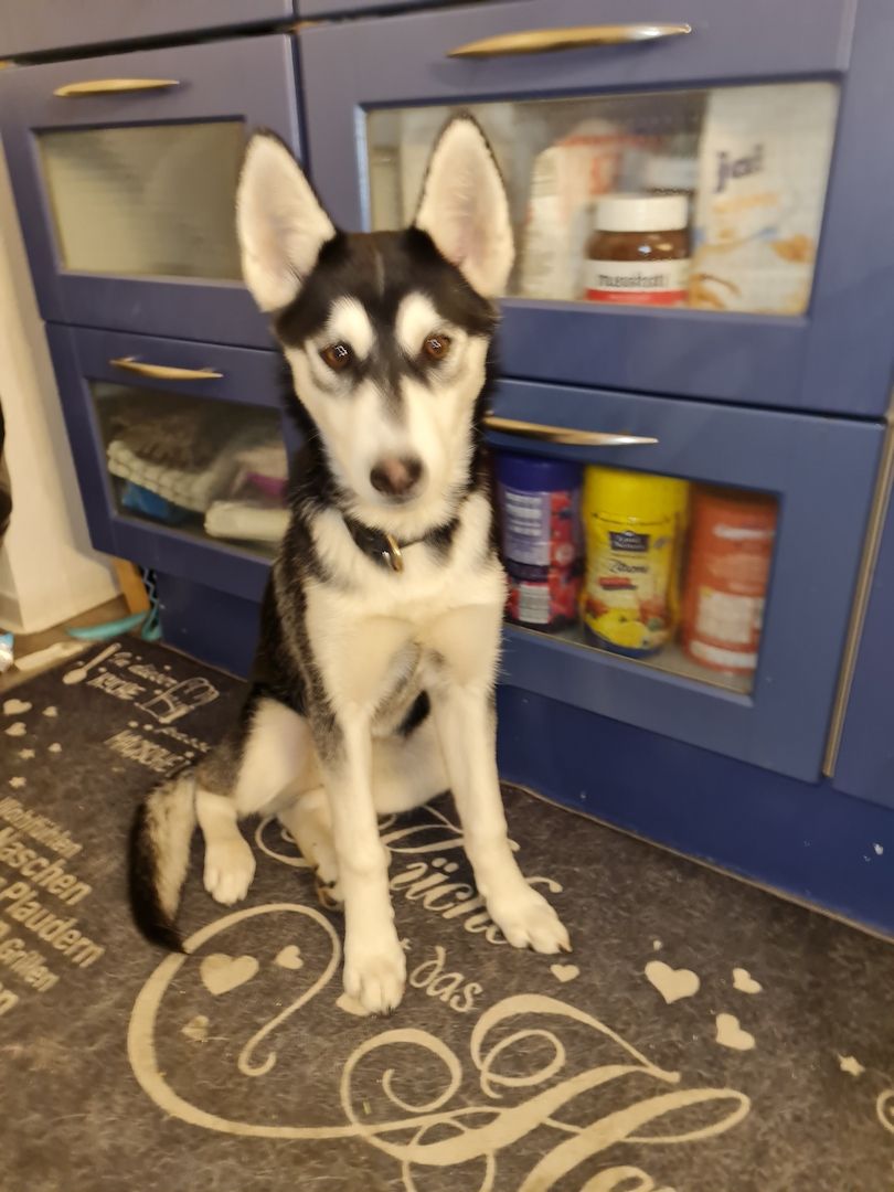 Husky Mix sucht neues Zuhause