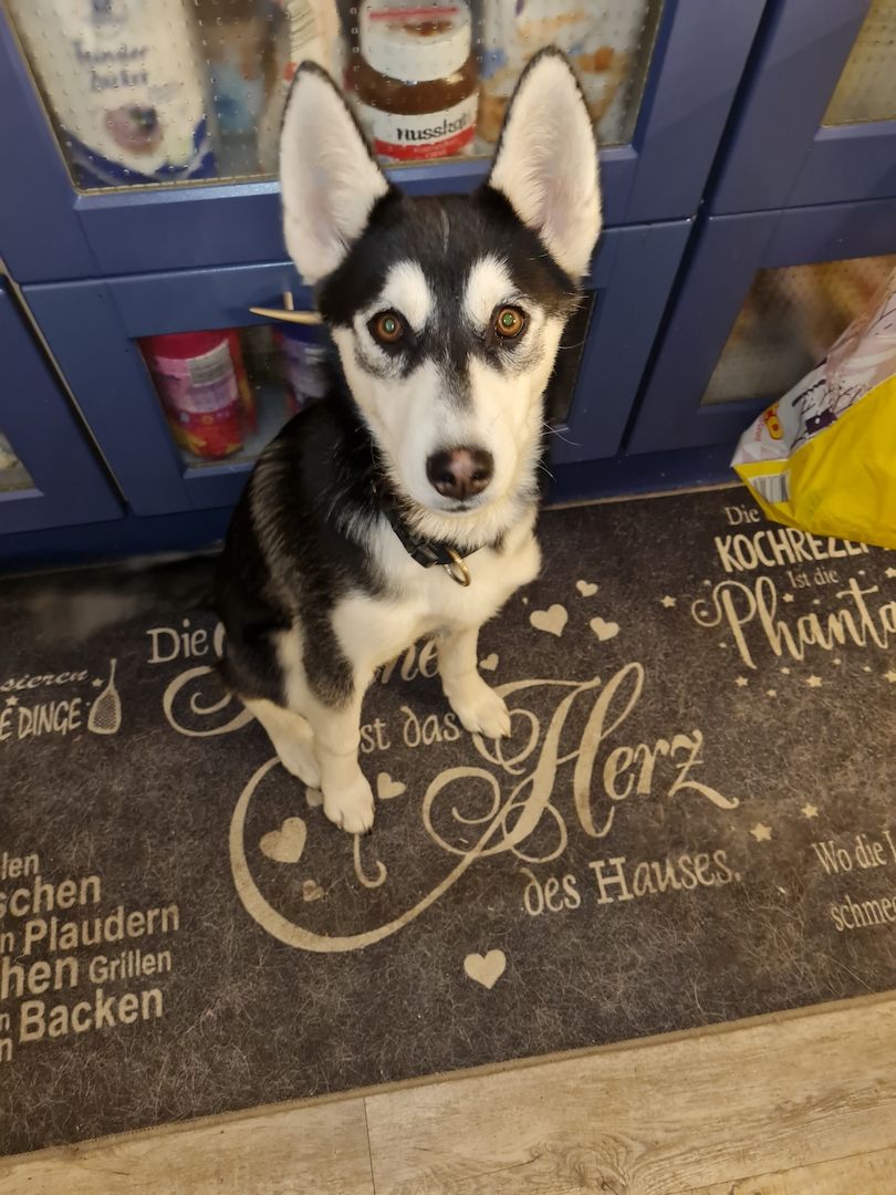 Husky Mix sucht neues Zuhause