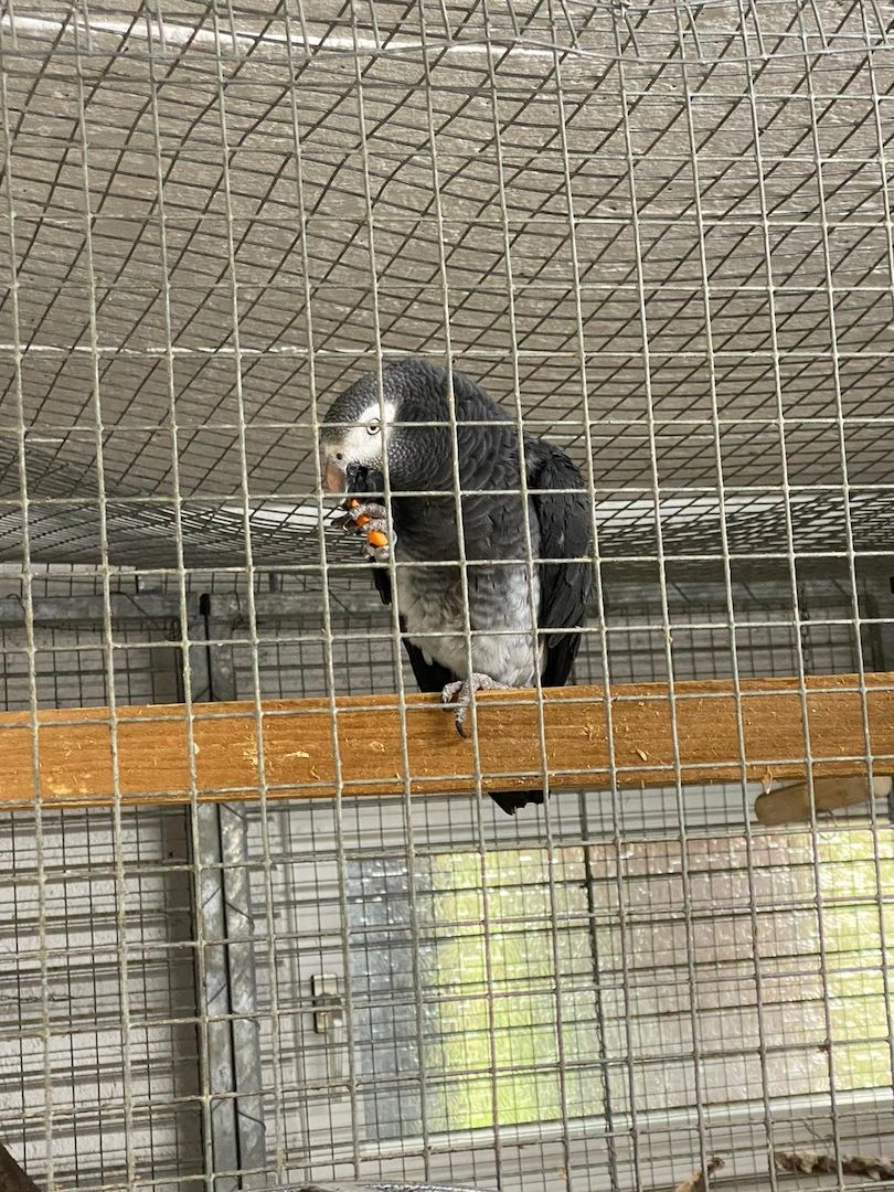 Timneh Graupapageien Paar in liebevolle und erfahrene Hände abzugeben- mit Papiere Timneh Graupapageien Paar in liebevolle und erfahrene Hände abzugeben- mit Papiere