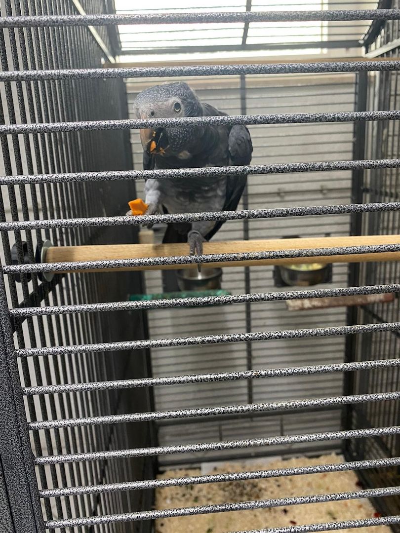 Timneh Graupapageien Paar in liebevolle und erfahrene Hände abzugeben- mit Papiere Timneh Graupapageien Paar in liebevolle und erfahrene Hände abzugeben- mit Papiere