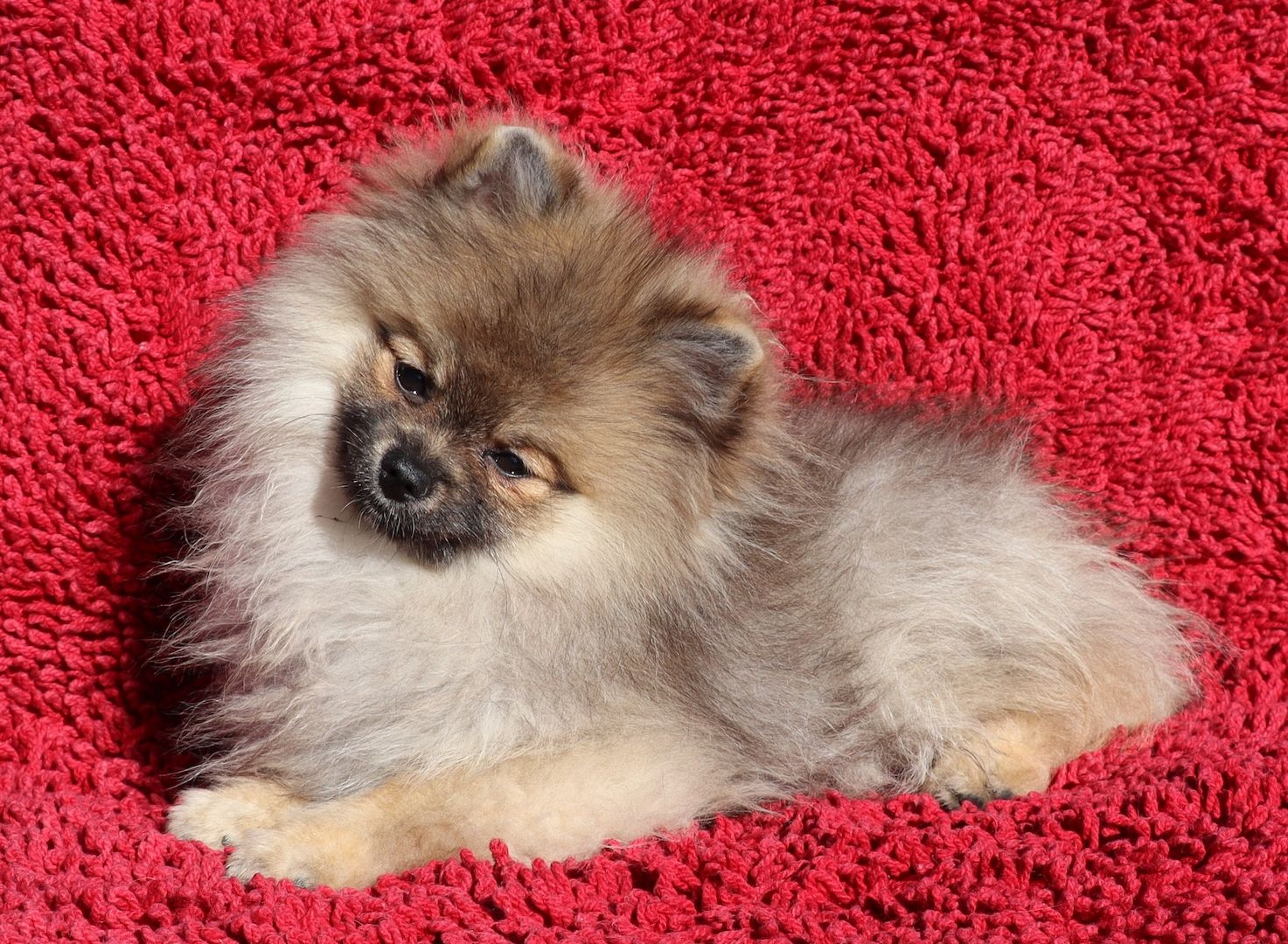 Zwergspitz, Pomeranien Junghündin 5,5 Mon. sucht eine neue Familie