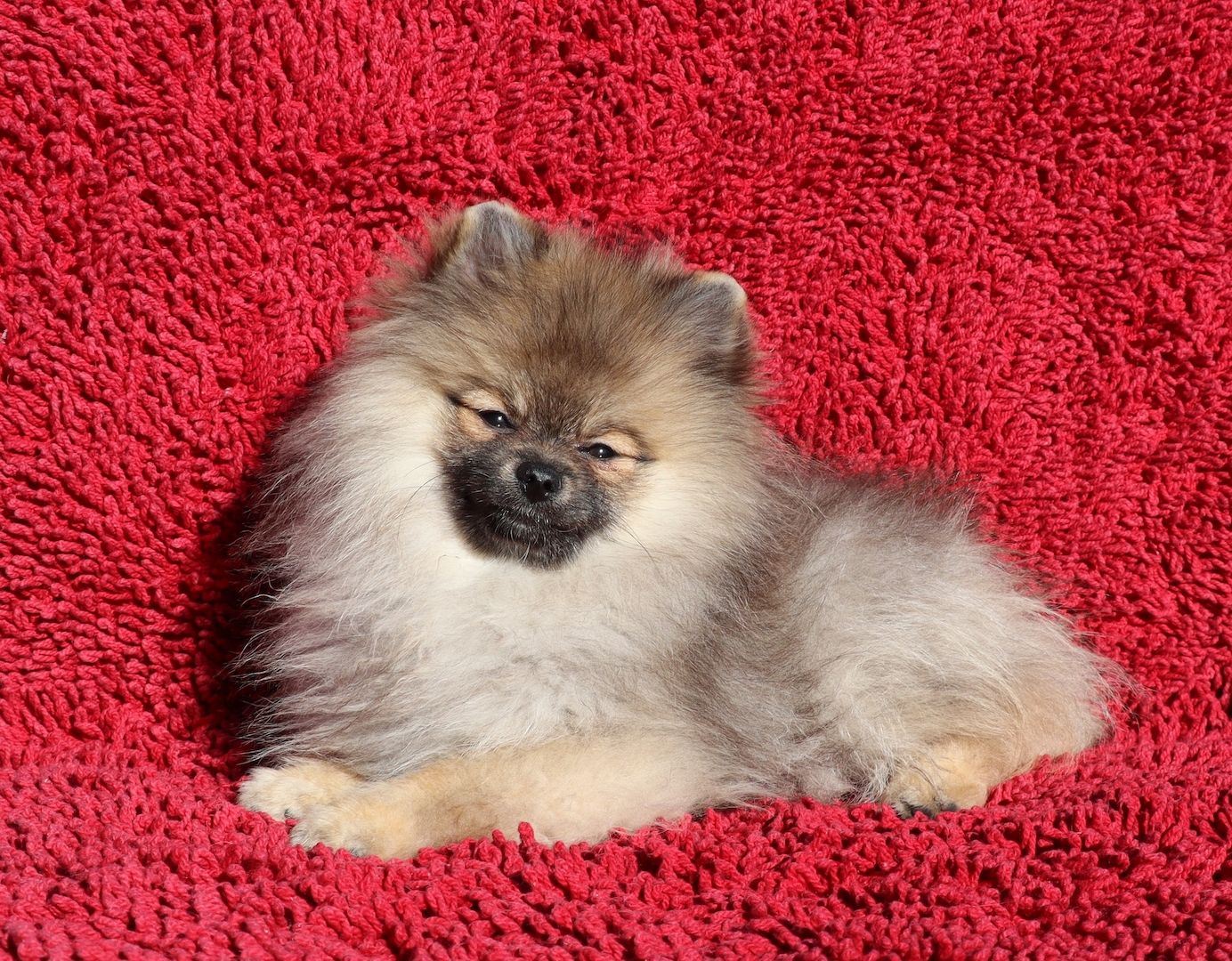 Zwergspitz, Pomeranien Junghündin 5,5 Mon. sucht eine neue Familie