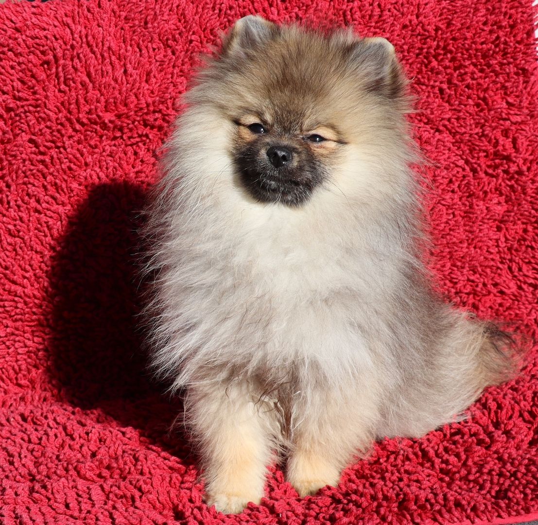 Zwergspitz, Pomeranien Junghündin 5,5 Mon. sucht eine neue Familie