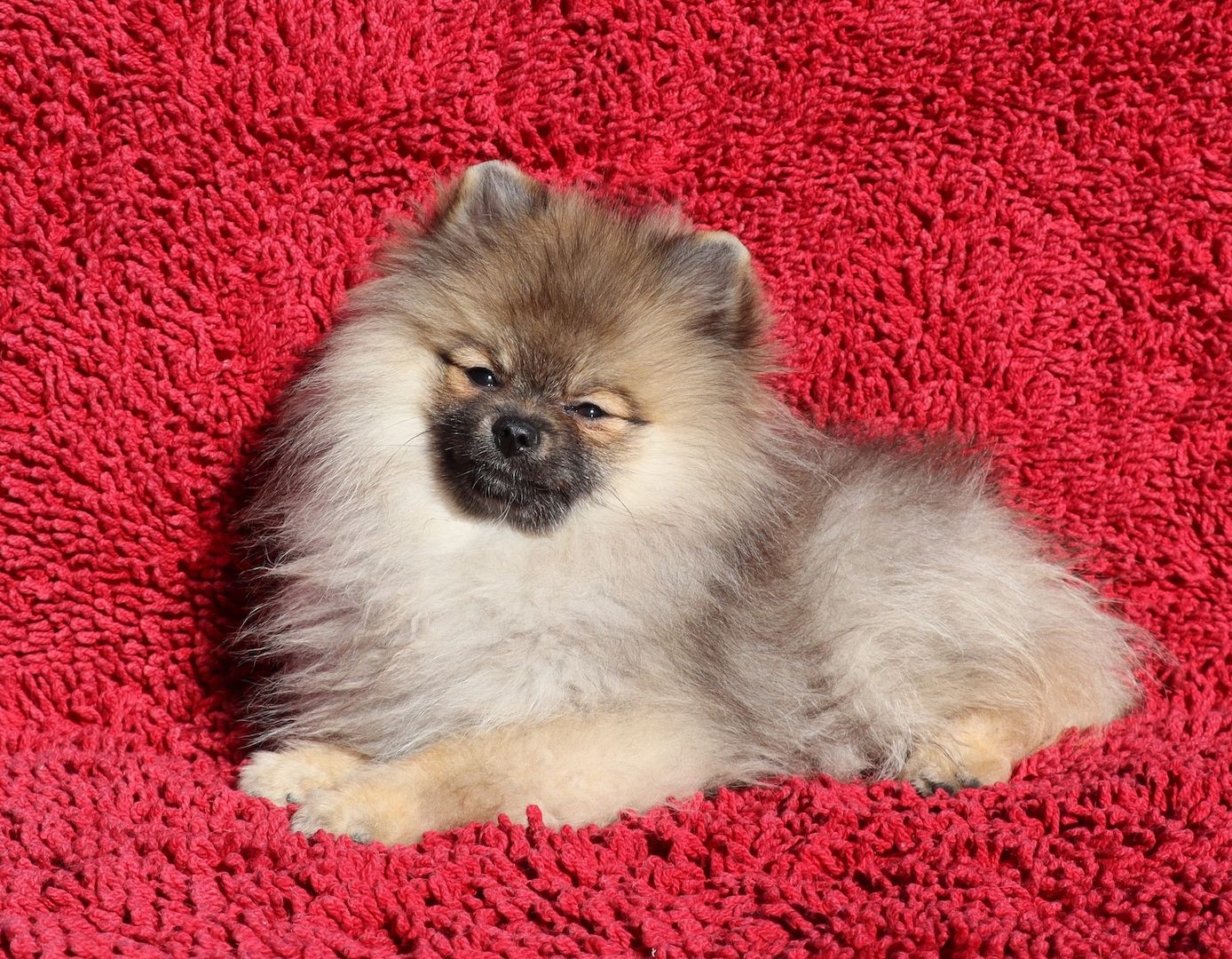 Zwergspitz, Pomeranien Junghündin 5,5 Mon. sucht eine neue Familie